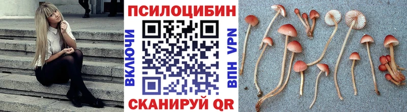 Псилоцибиновые грибы Psilocybe  хочу   Черкесск 